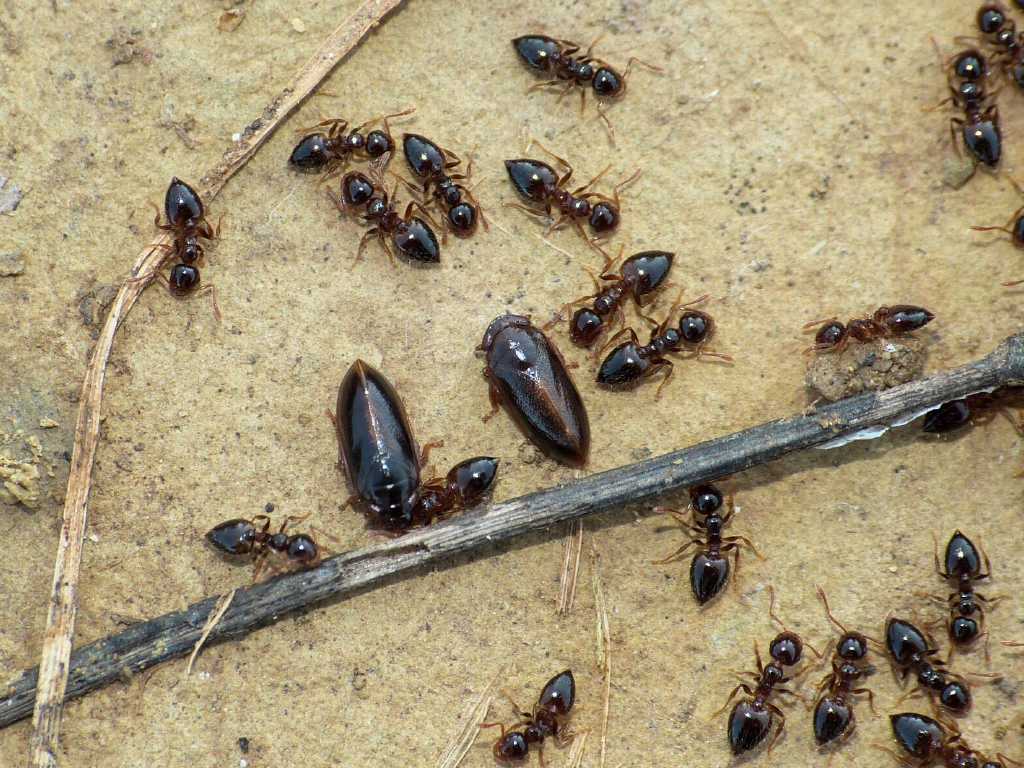 Tettigometridae presso formiche Crematogaster sordidula